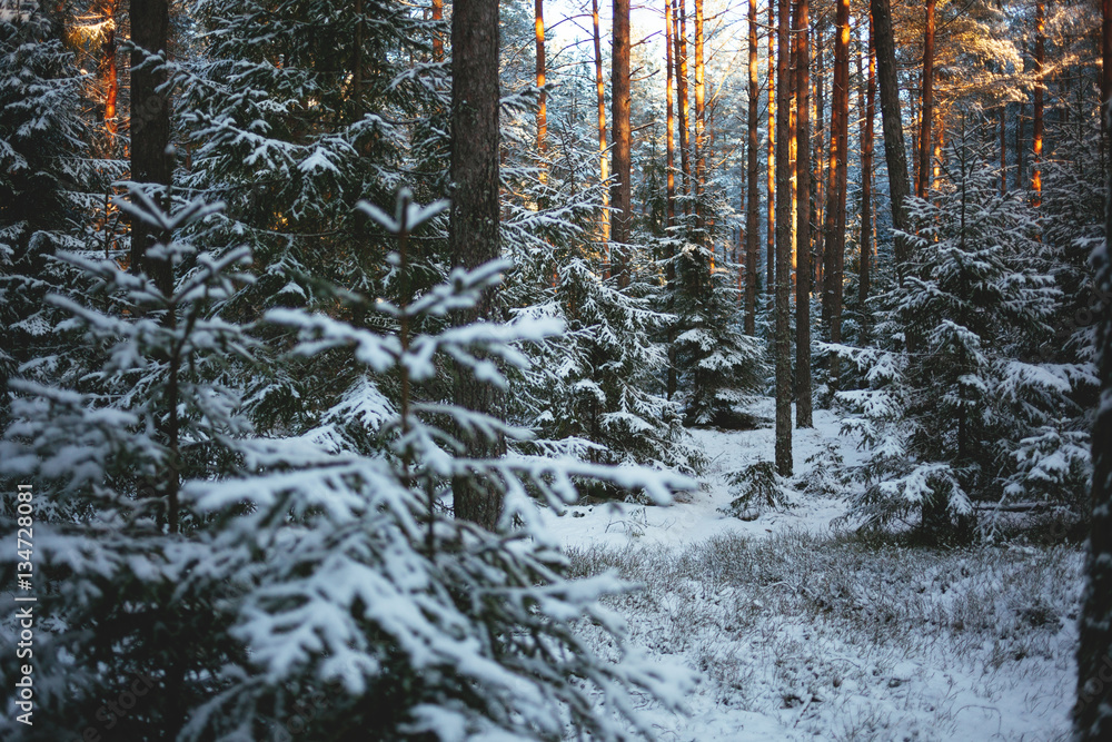 Fototapeta premium Sunset forest covered with snow