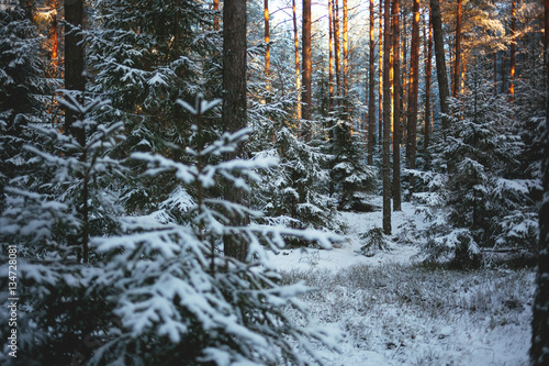 Obraz na plátne Sunset forest covered with snow