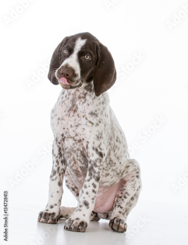 german shorthair pointer puppy