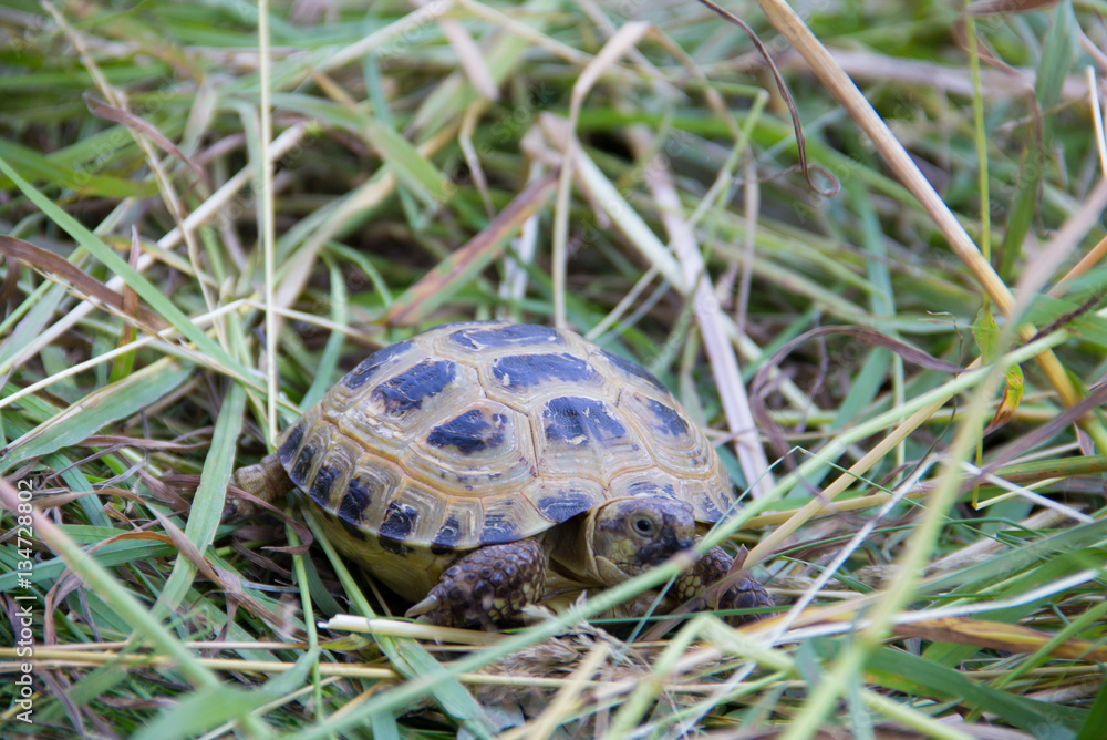 little turtle crawling in the tall grass exploring the world little turtle crawling in the tall grass exploring the world