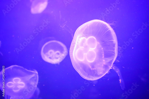 Group of Jelly fish. Shallow focus, debris in water.