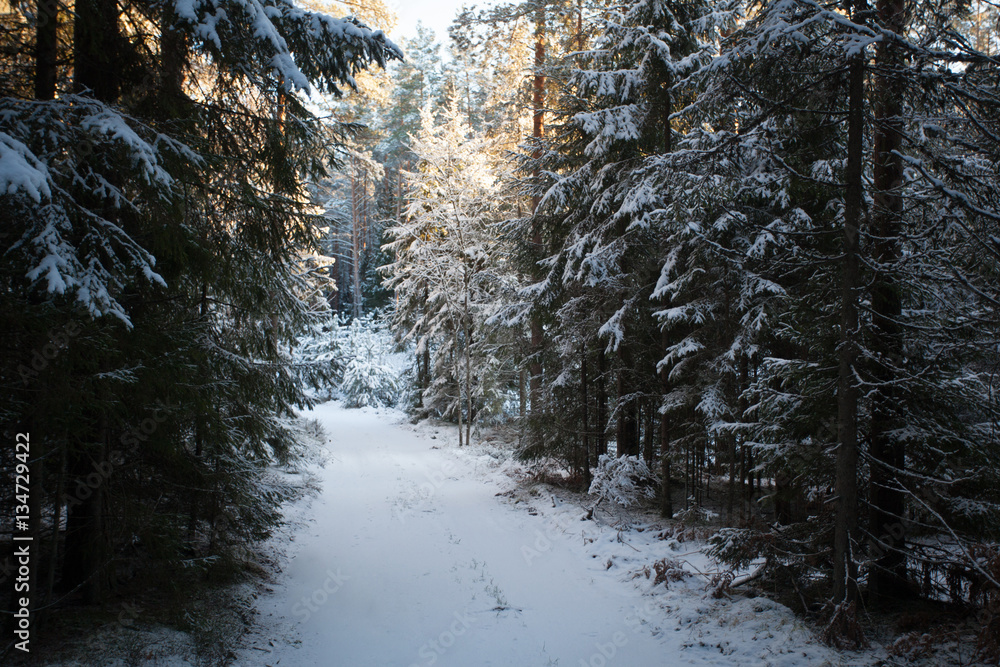 Winter, snow covered road in forest at sunset Winter, snow covered road in forest at sunset