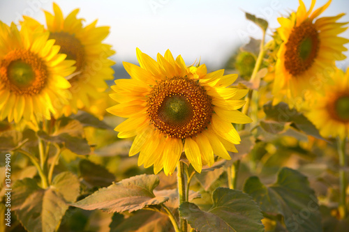 Sunflower field