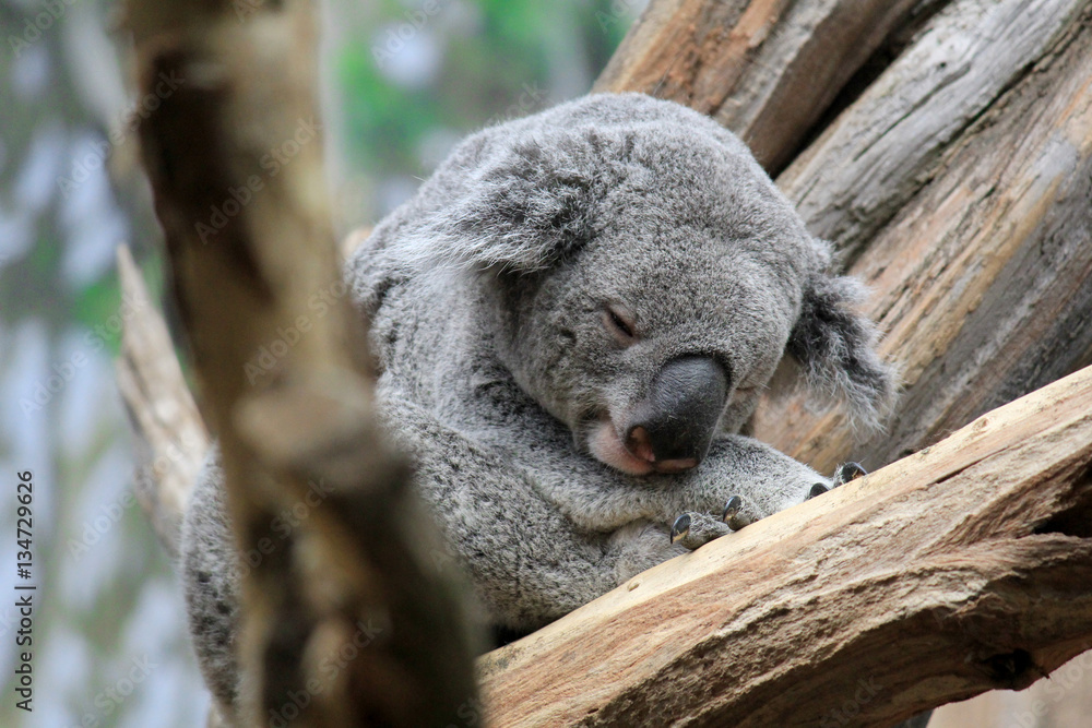 Fototapeta premium Portrait of a koala sleeping on tree