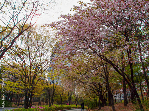 Photography Cherry blossom in a Park in Seoul