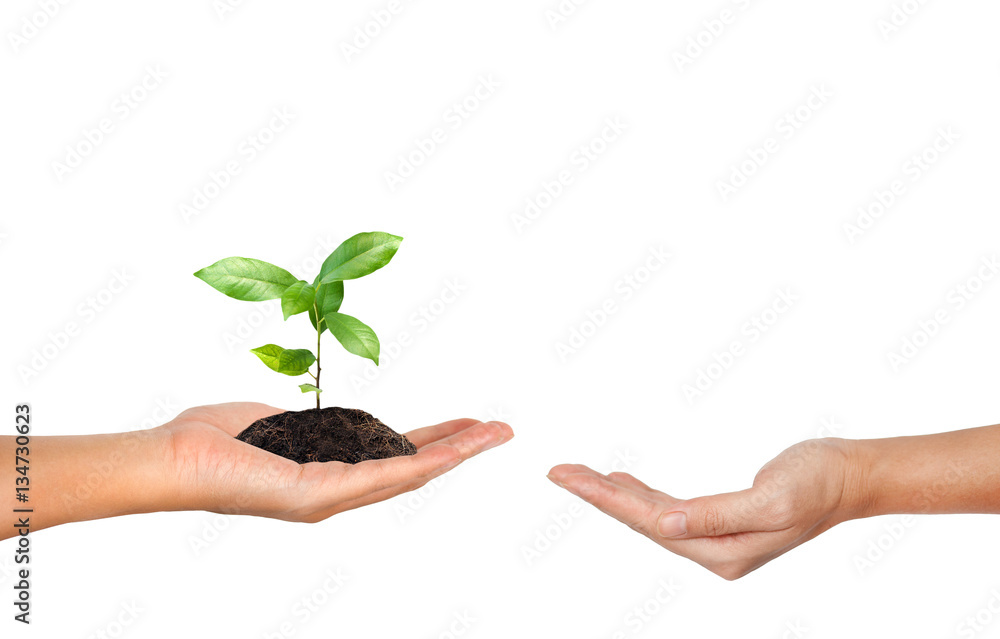 Plant in the hand isolated on white background Plant in the hand isolated on white background