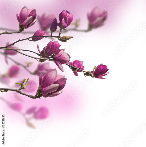 Flowering branch of magnolia  Saucer magnolia or Magnolia Soulan