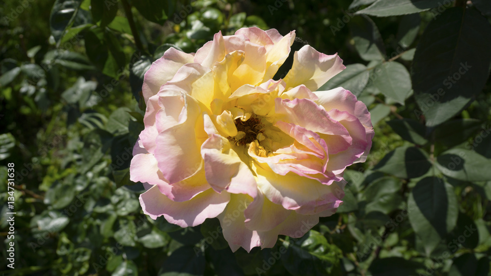 flower pink rose garden nature green flowers flower pink rose garden nature green flowers