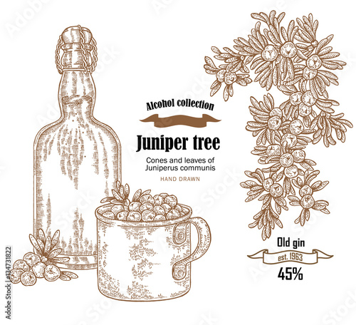 Juniper tree and old bottle gin vector illustration. Cones ans berries