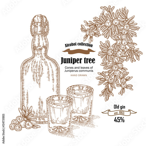 Juniper tree and old bottle gin vector illustration. Cones ans berries