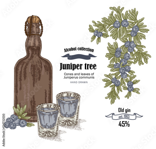 Juniper tree and old bottle gin vector illustration. Cones ans berries