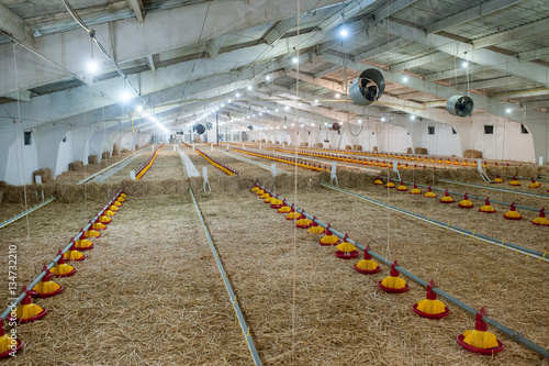 Chicken farm