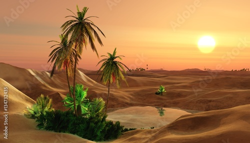 Beautiful oasis in the desert sand  