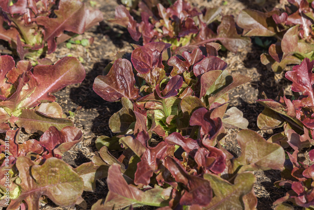 fresh red leaf lettuce organic hydroponic vegetable in cultivation farm. fresh red leaf lettuce organic hydroponic vegetable in cultivation farm.