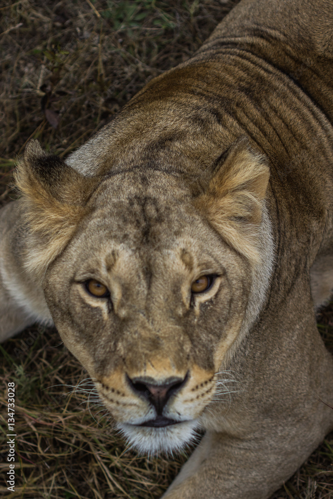 Fototapeta premium hungry lion