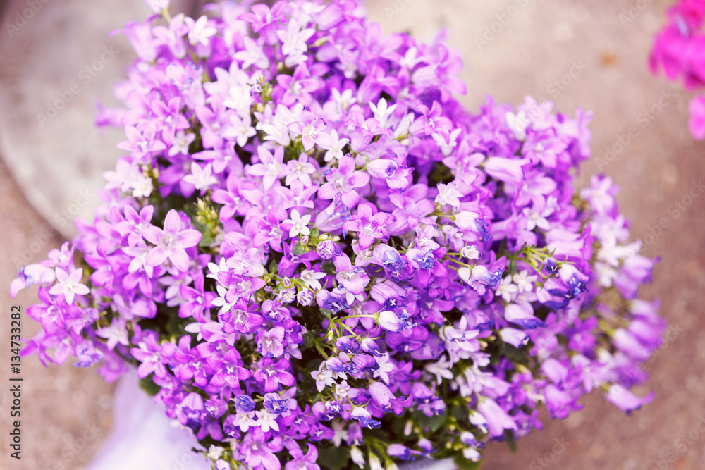 Obraz premium fioletowe kwiaty