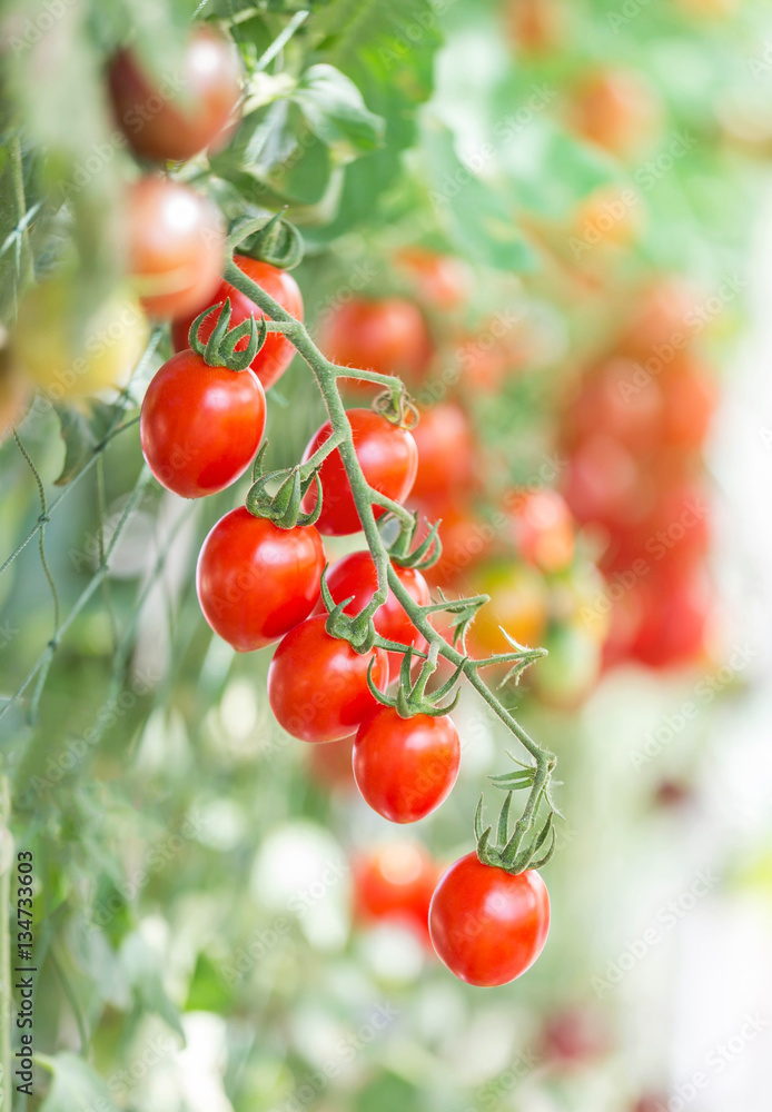 tomatoes hanging on trees in greenhouse organic farm 