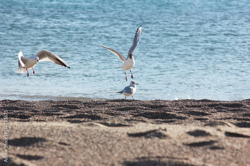 mouettes envol mer