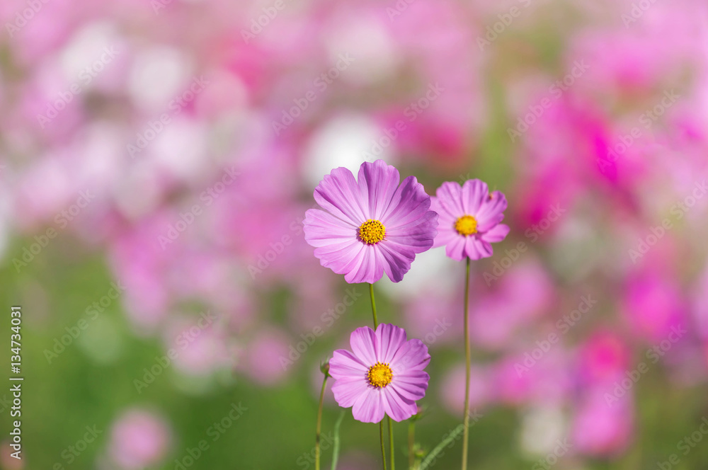 close up pink cosmos flowers blooming in the garden close up pink cosmos flowers blooming in the garden