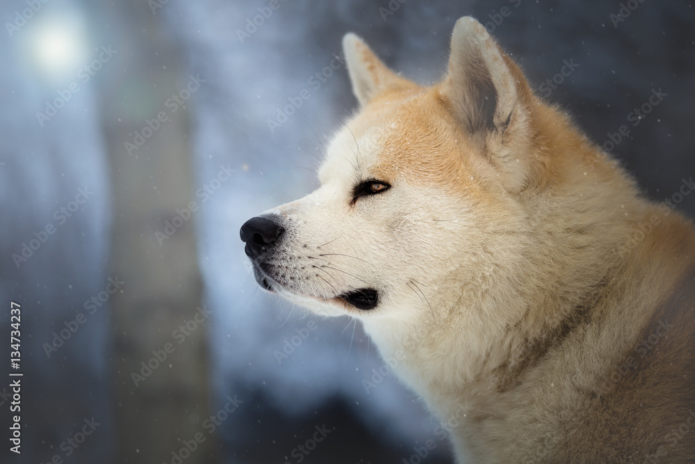 Obraz premium Japanese Dog Akita Inu in the winter forest
