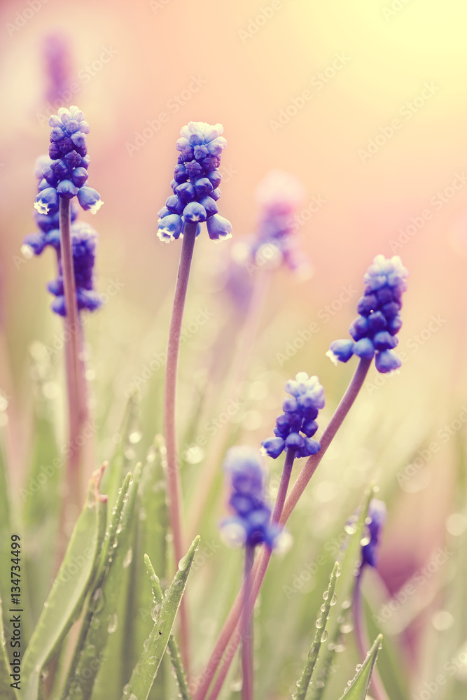 Naklejka premium Blue blossoming muskari