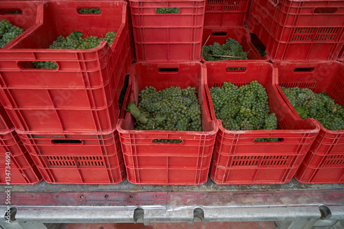  Wine grapes in red baskets after the harvest at the vineyard © Gecko Studio