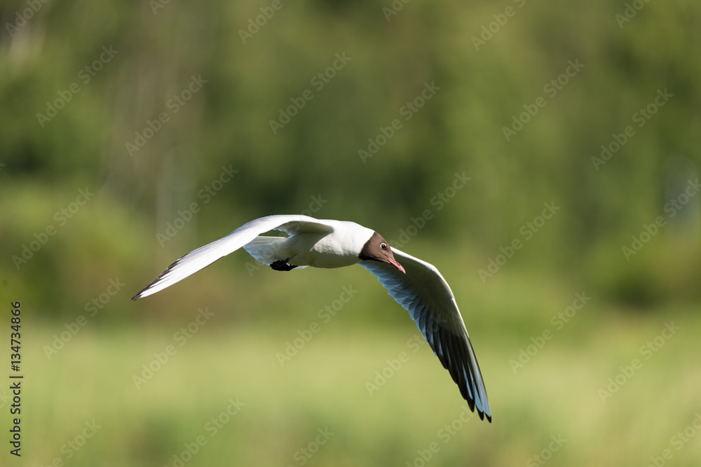 Obraz premium Black-headed Gull flying