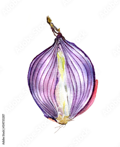 Red onion cut in half isolated on a white background. Watercolor sketch.