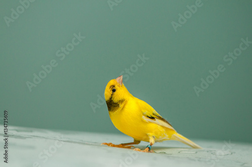 Photography Yellow Canary