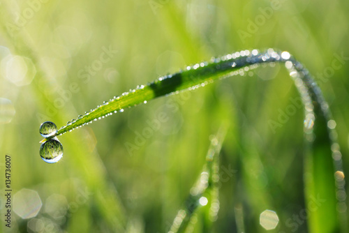 Fototapeta Beautiful macro photohraph of fresh dew drops on grass in the morning. Nature abstract detail.