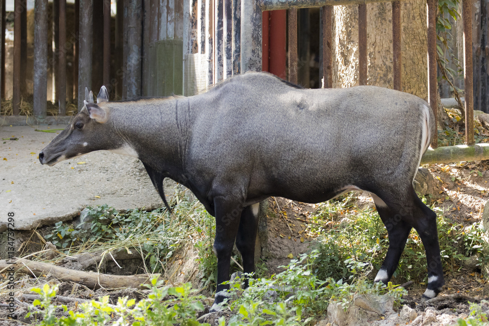 Image of a nilgai or blue bull on nature background. Wild animal Stock  Photo | Adobe Stock