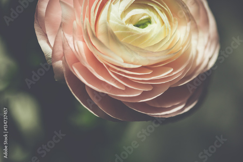 tender pink ranunculus flower