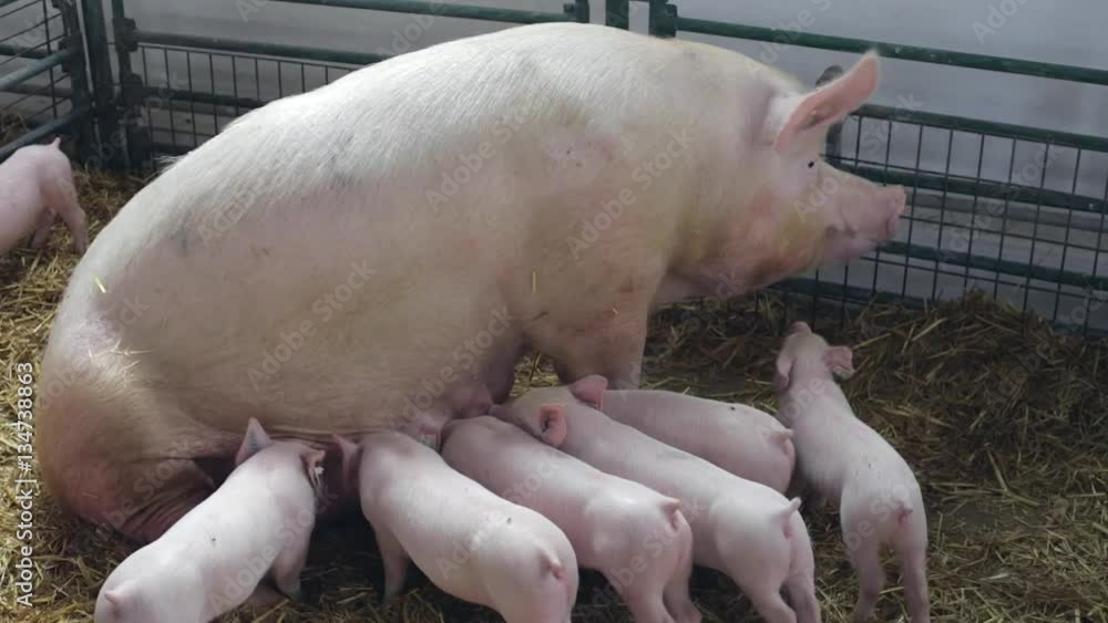 Big Sow and Hungry Piglets in Pen at Farm Big Sow and Hungry Piglets in Pen at Farm