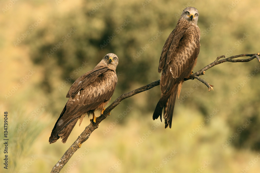 Obraz premium Black kite. Milvus migrans