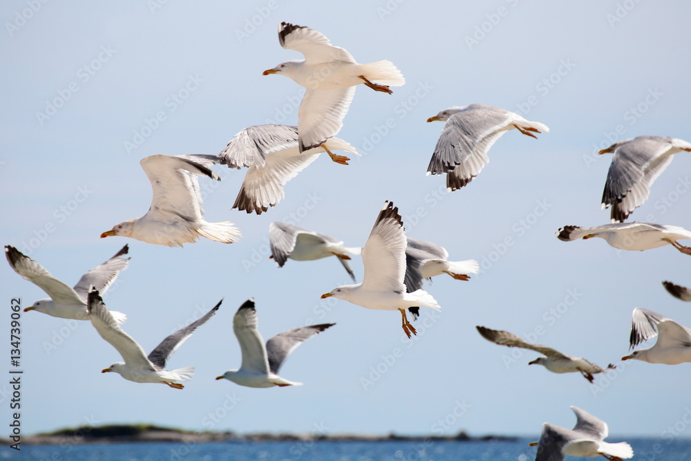 Obraz premium viele Lachmöwen im Flug