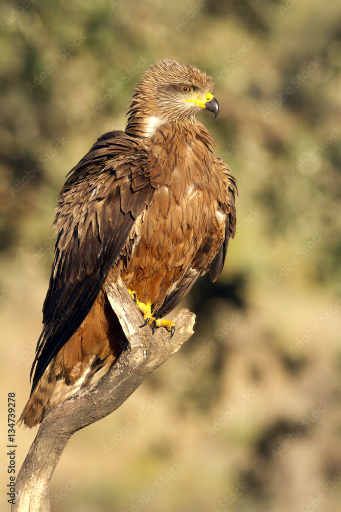Obraz premium Black kite. Milvus migrans