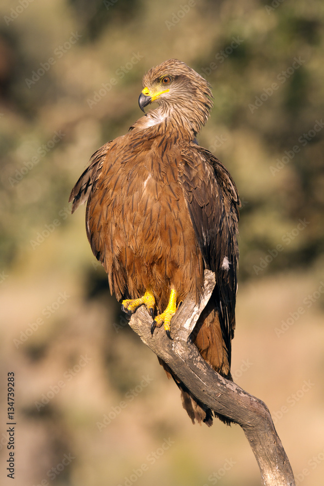 Fototapeta premium Black kite. Milvus migrans