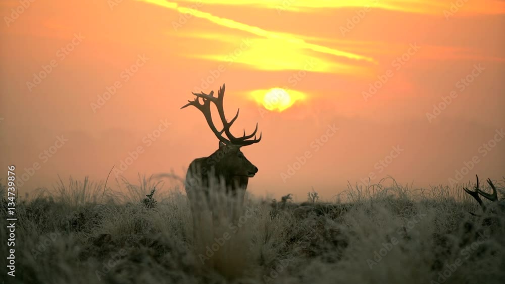 Red deer in the morning sun Red deer in the morning sun