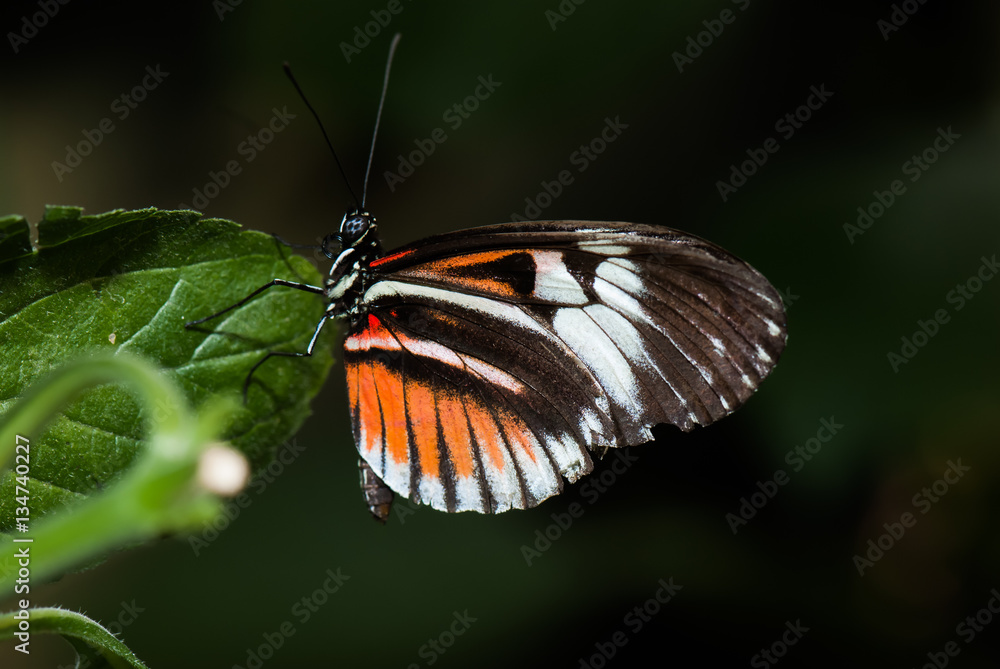 Obraz premium Butterfly Detail