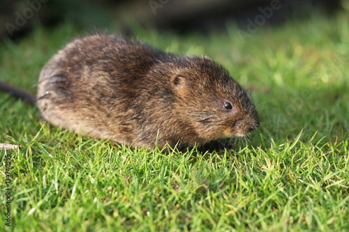 The European water vole or northern water vole, Arvicola amphibius, is a semiaquatic rodent. photo