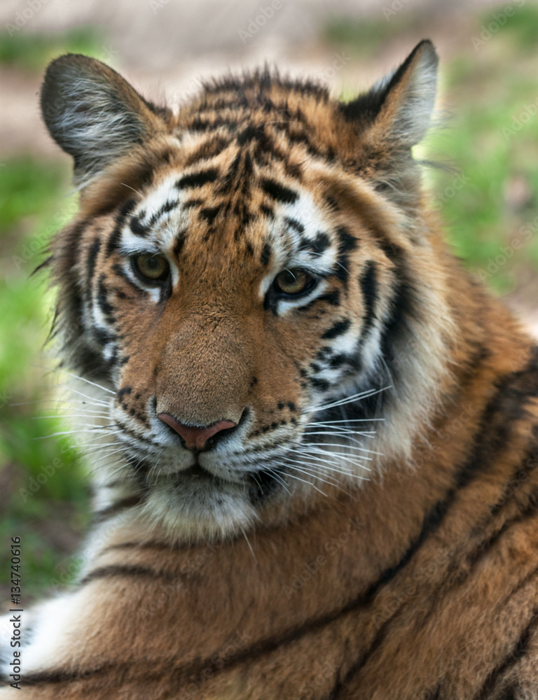Fototapeta premium Young Tiger