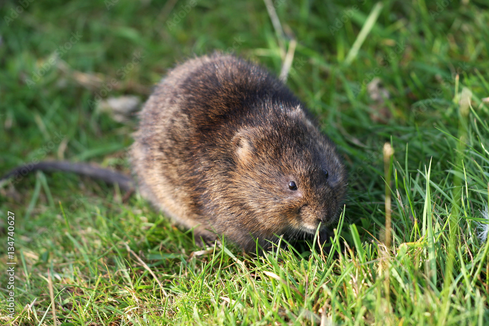 The European water vole or northern water vole, Arvicola amphibius, is a semiaquatic rodent. The European water vole or northern water vole, Arvicola amphibius, is a semiaquatic rodent.