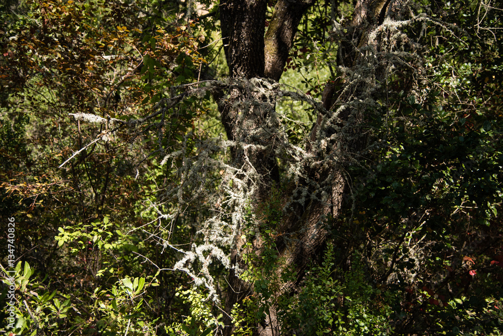 Obraz premium Tree moss