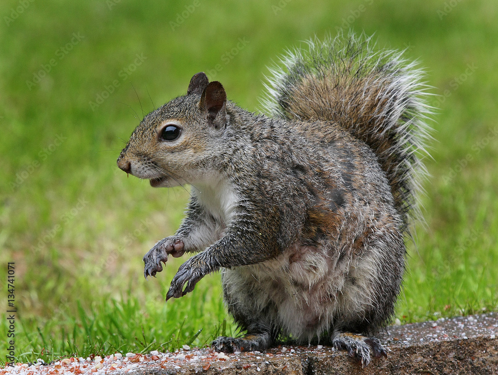 Sciurus carolinensis, common name eastern gray squirrel or grey squirrel depending on region, is a tree squirrel in the genus Sciurus. It is native to eastern North America,. Sciurus carolinensis, common name eastern gray squirrel or grey squirrel depending on region, is a tree squirrel in the genus Sciurus. It is native to eastern North America,.