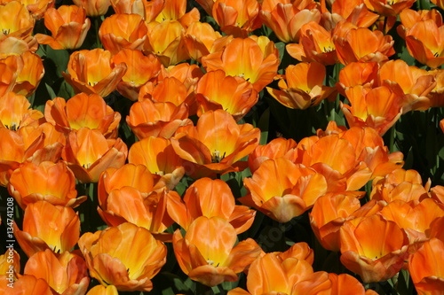 Daydream, Darwin Hybrid Tulip, (opens yellow, matures to an apricot-orange), Park Keukenhof, Holland photo