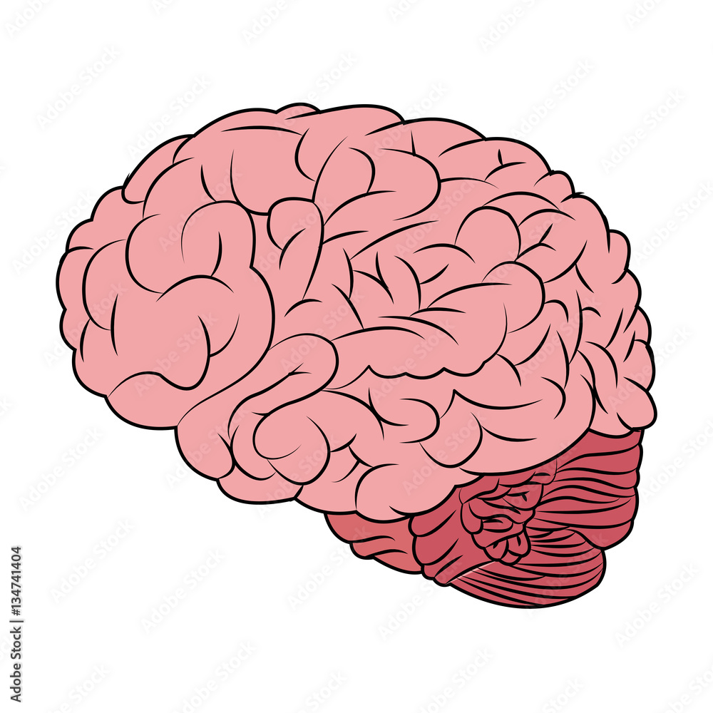 human brain icon over white background. colorful design. vector illustration human brain icon over white background. colorful design. vector illustration