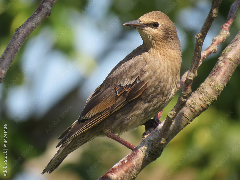 Obraz premium Young Starling. Starlings are small to medium-sized passerine birds in the family Sturnidae.