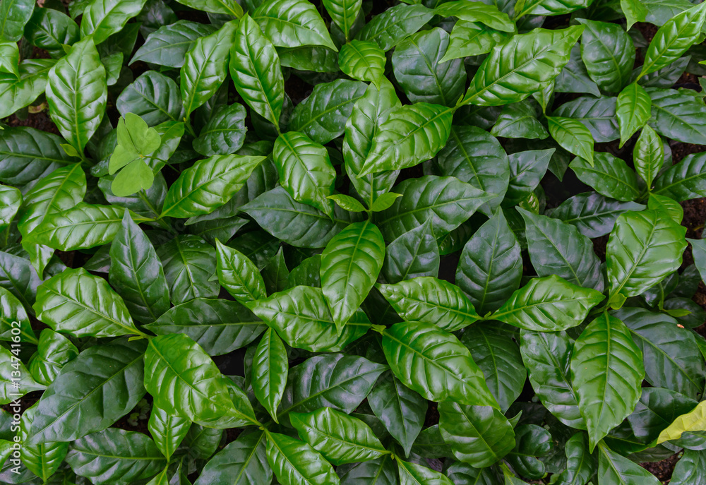 coffee tree nursery, leaves of arabica coffee tree nursery plantation, leaves background. coffee tree nursery, leaves of arabica coffee tree nursery plantation, leaves background.
