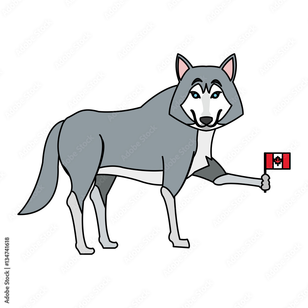 wolf cartoon with flag of canada over white background. colorful design. vector illustration