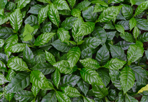 Photos coffee tree nursery, leaves of arabica coffee tree nursery plantation, leaves background